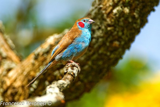 Photo (3): Red-cheeked Cordonbleu