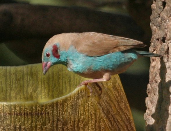 Photo (17): Red-cheeked Cordonbleu