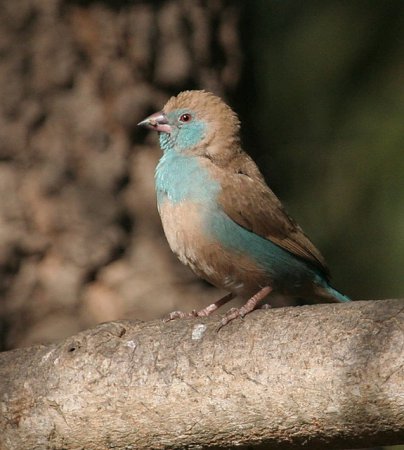 Photo (11): Red-cheeked Cordonbleu