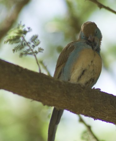 Photo (2): Red-cheeked Cordonbleu