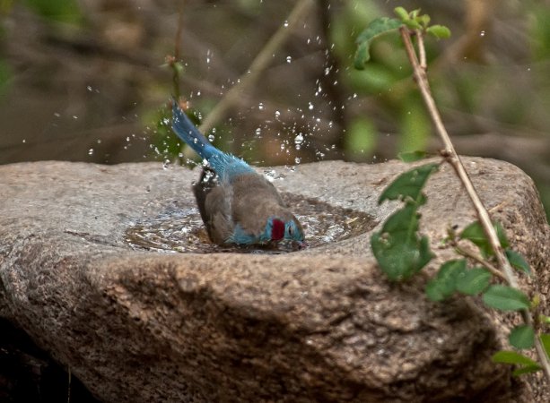 Photo (15): Red-cheeked Cordonbleu