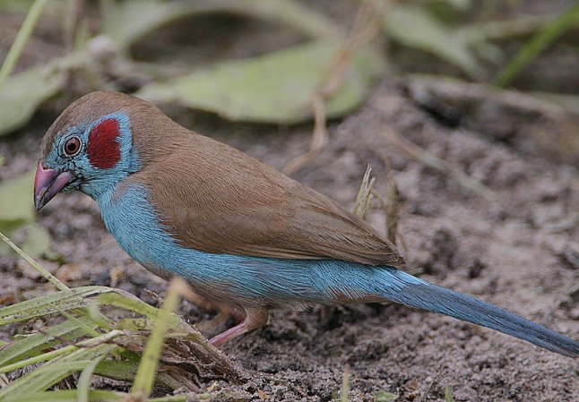 Photo (4): Red-cheeked Cordonbleu