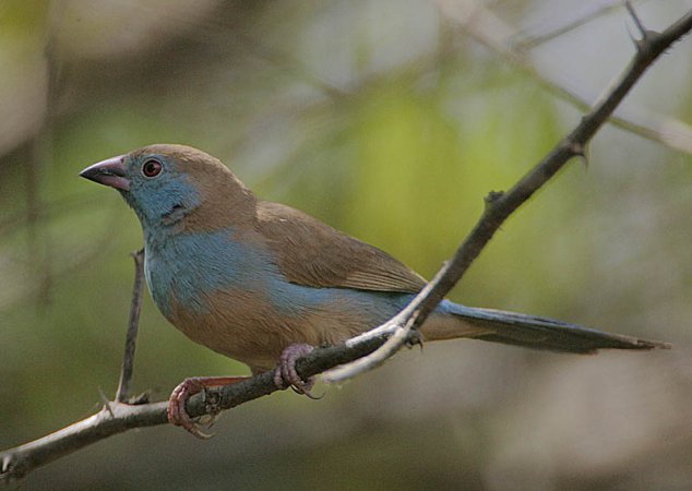 Photo (18): Red-cheeked Cordonbleu
