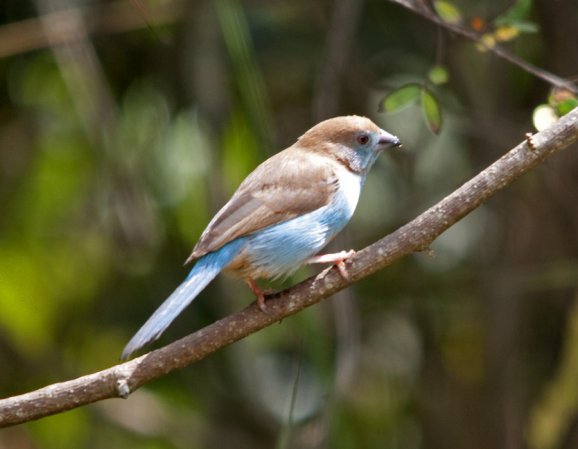 Photo (12): Red-cheeked Cordonbleu