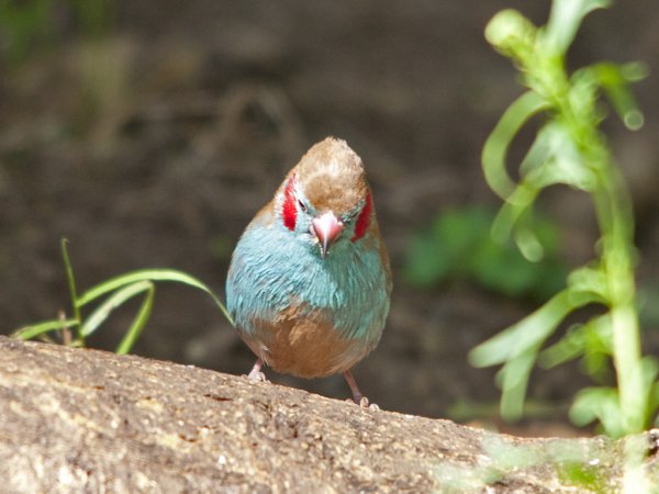 Photo (14): Red-cheeked Cordonbleu