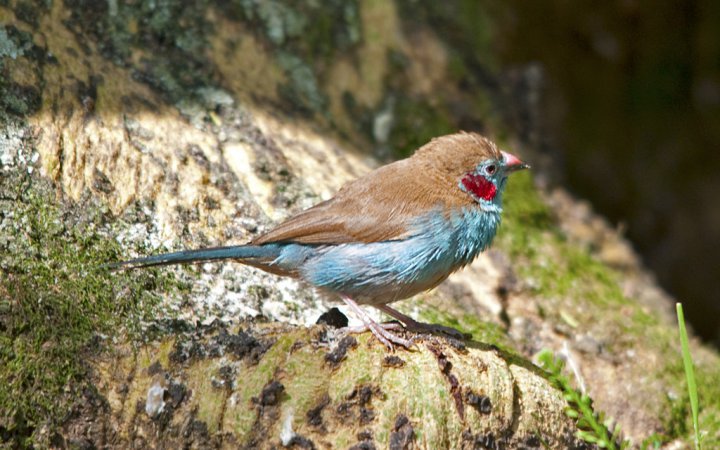 Photo (9): Red-cheeked Cordonbleu