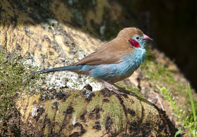 Photo (10): Red-cheeked Cordonbleu