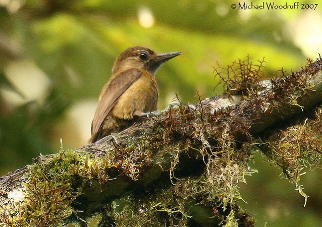 Photo (2): Smoky-brown Woodpecker