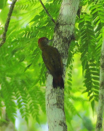 Photo (10): Red-rumped Woodpecker
