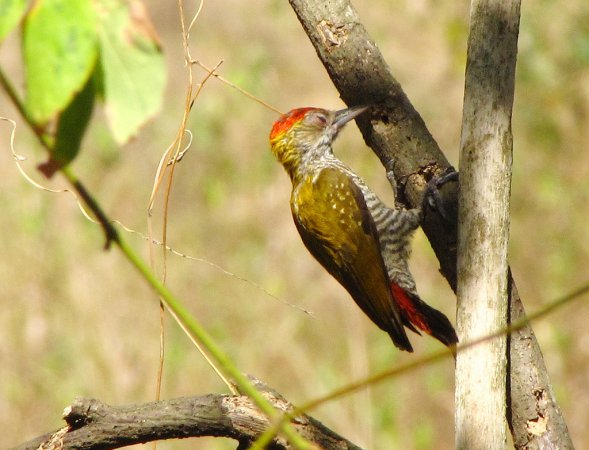 Photo (6): Red-rumped Woodpecker