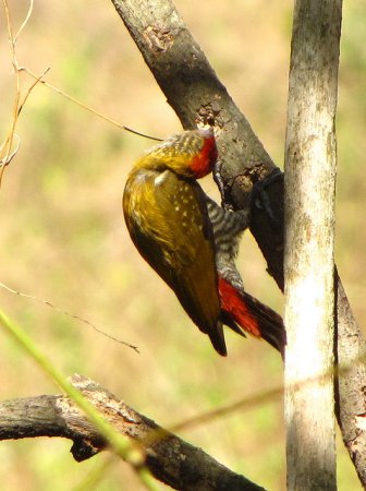 Photo (8): Red-rumped Woodpecker