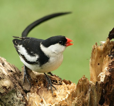 Photo (1): Pin-tailed Whydah