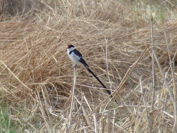 Photo (13): Pin-tailed Whydah