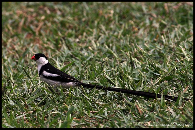 Photo (11): Pin-tailed Whydah