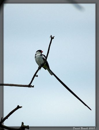 Photo (10): Pin-tailed Whydah