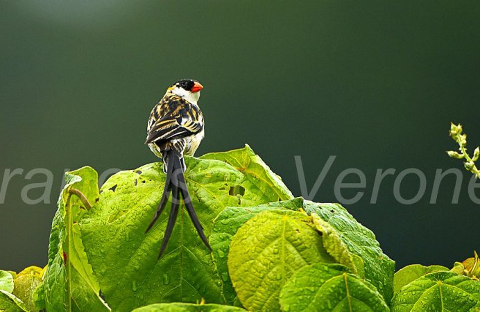 Photo (5): Pin-tailed Whydah
