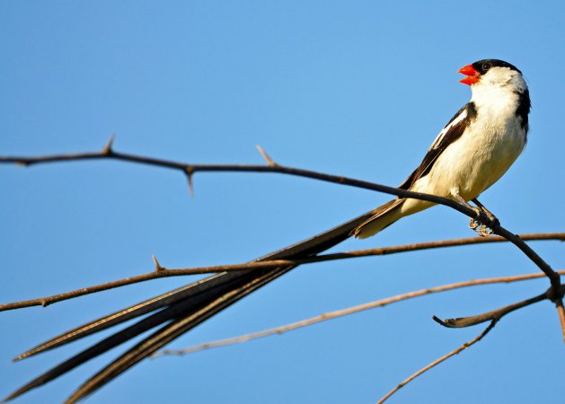 Photo (6): Pin-tailed Whydah