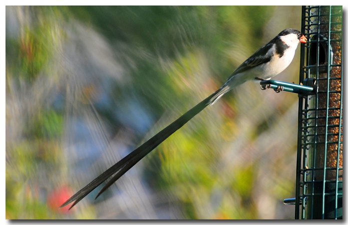 Photo (7): Pin-tailed Whydah