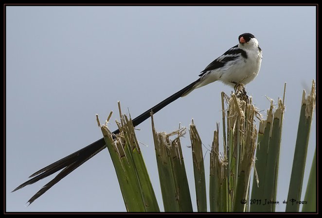 Photo (3): Pin-tailed Whydah