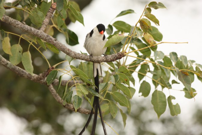 Photo (9): Pin-tailed Whydah