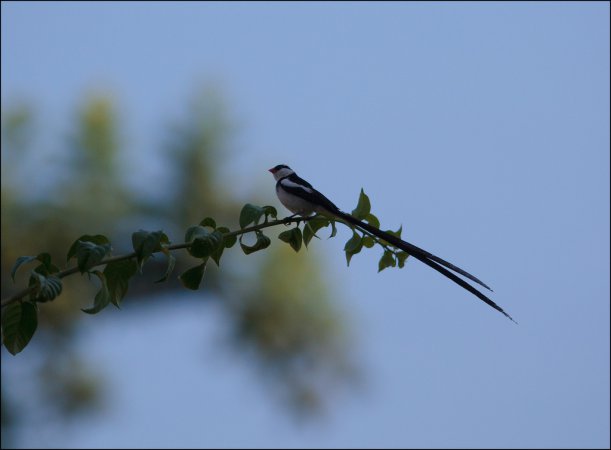 Photo (12): Pin-tailed Whydah