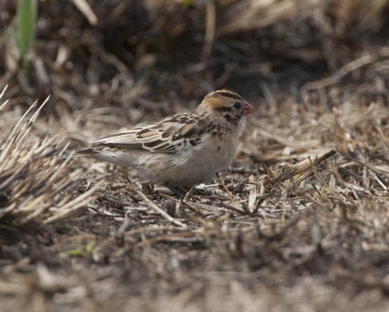 Photo (14): Pin-tailed Whydah