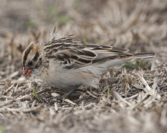 Photo (15): Pin-tailed Whydah
