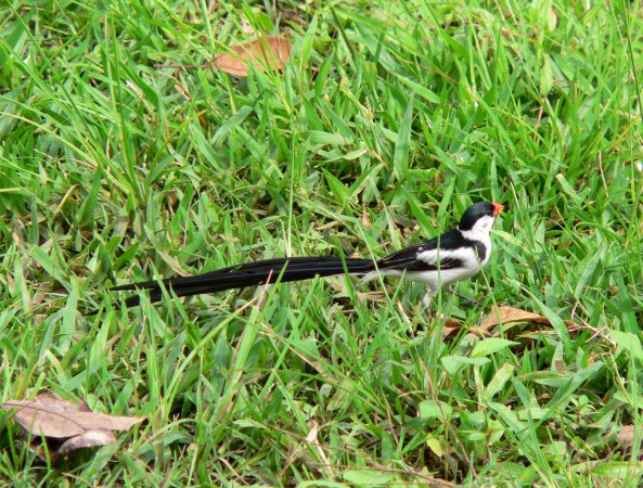 Photo (4): Pin-tailed Whydah