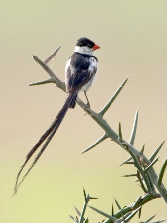 Photo (2): Pin-tailed Whydah