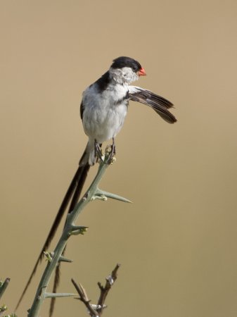 Photo (8): Pin-tailed Whydah