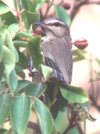 Photo (5): Black-whiskered Vireo
