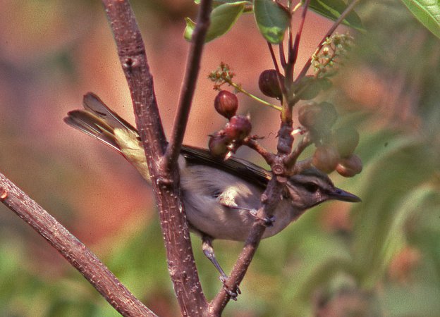 Photo (4): Black-whiskered Vireo