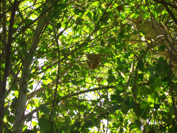 Photo (9): Bell's Vireo