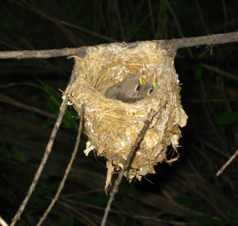 Photo (8): Bell's Vireo