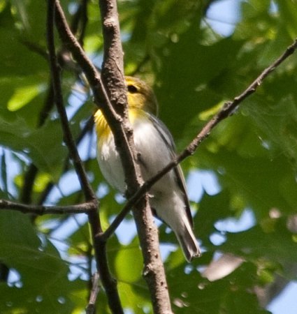 Photo (16): Yellow-throated Vireo