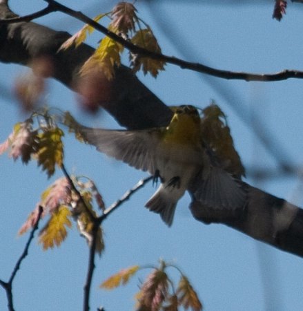 Photo (19): Yellow-throated Vireo