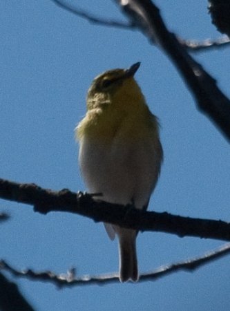 Photo (22): Yellow-throated Vireo