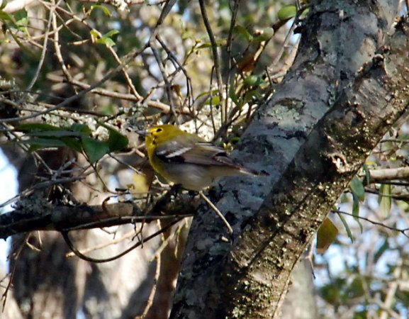 Photo (21): Yellow-throated Vireo