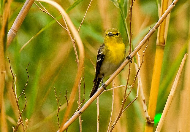 Photo (12): Yellow-throated Vireo