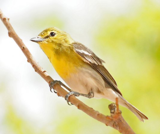 Photo (9): Yellow-throated Vireo