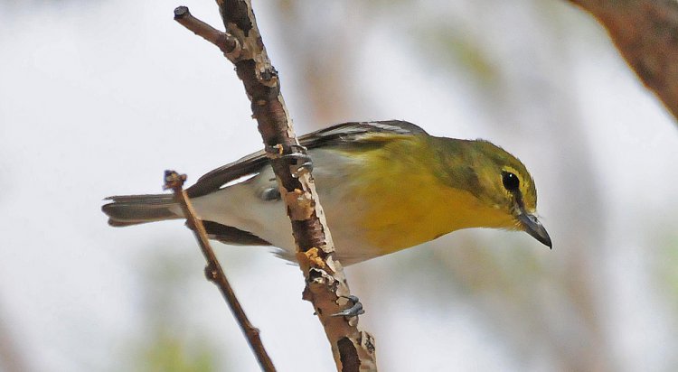 Photo (6): Yellow-throated Vireo