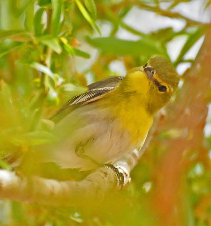 Photo (8): Yellow-throated Vireo