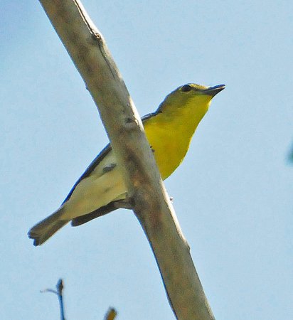 Photo (18): Yellow-throated Vireo