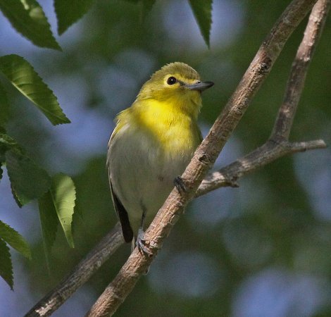 Photo (4): Yellow-throated Vireo