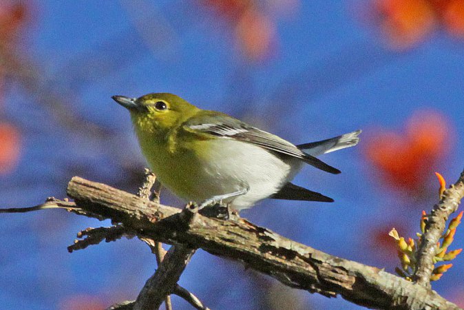 Photo (10): Yellow-throated Vireo