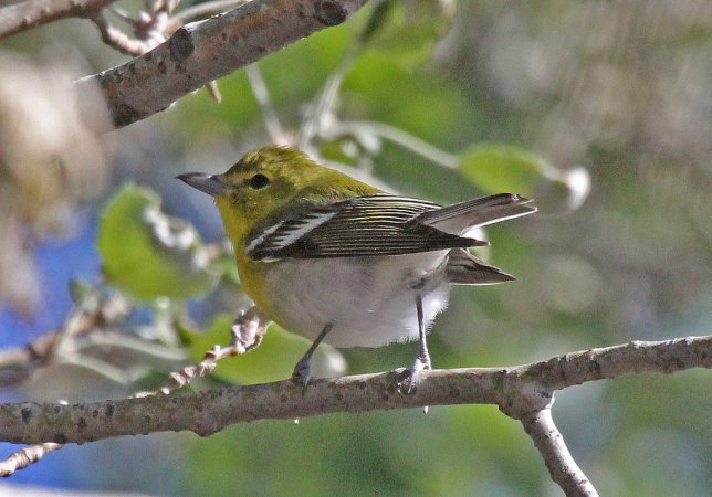 Photo (7): Yellow-throated Vireo
