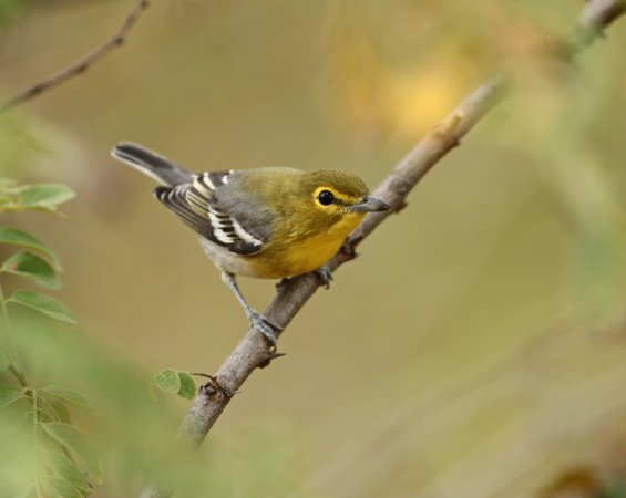 Photo (2): Yellow-throated Vireo