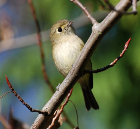 Photo (17): Hutton's Vireo