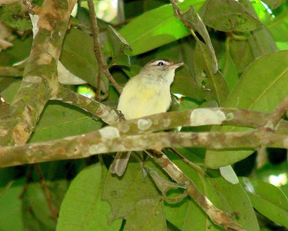 Photo (1): Brown-capped Vireo