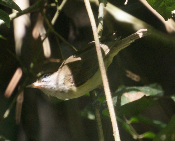 Photo (2): Brown-capped Vireo